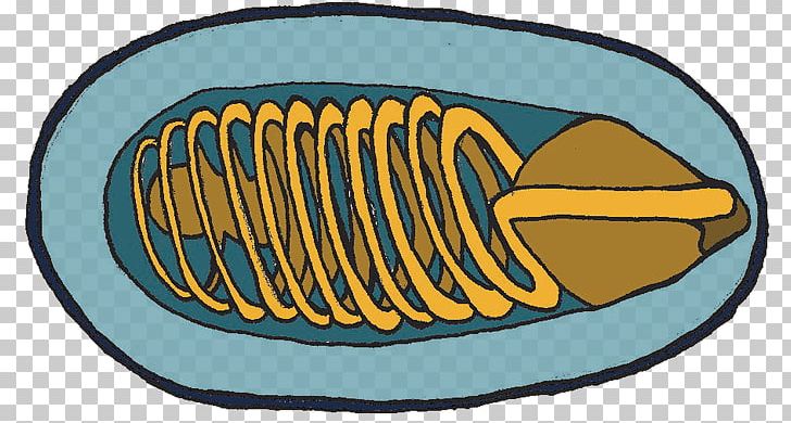 Microsporidia Vertebrate Phylum PNG, Clipart, Artwork, Circle, Hive, Honeycomb, Invertebrate Free PNG Download