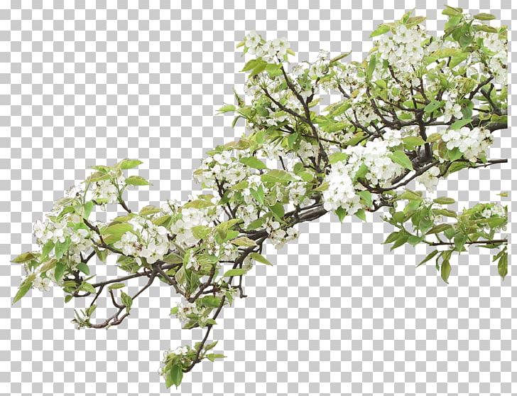 Photography Branch Others PNG, Clipart, Blossom, Branch, Computer Icons, Computer Software, Flower Free PNG Download