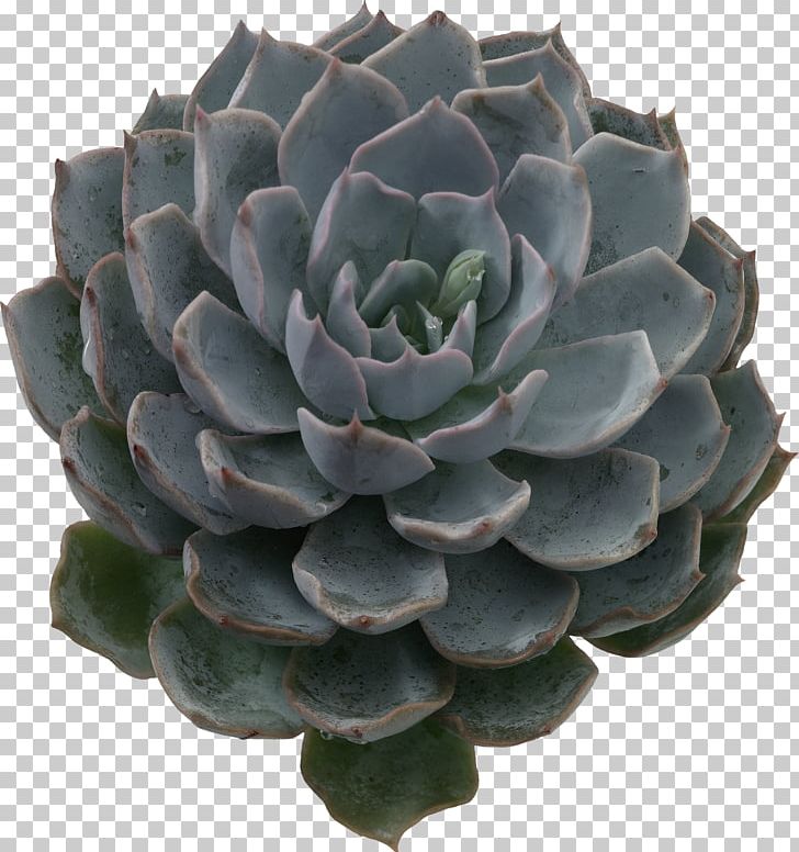 Succulent Plant Cactaceae Echeveria Leaf Plant Propagation PNG, Clipart, Agave, Aloe Vera, Arid, Cactaceae, Cutting Free PNG Download