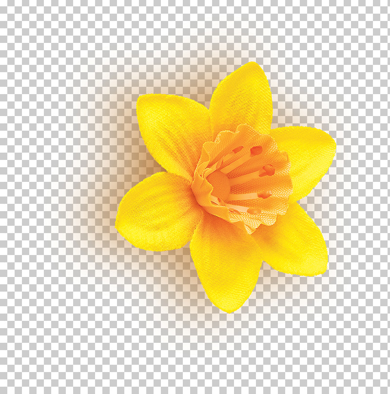 Petal Yellow Flower Plant Narcissus PNG, Clipart, Amaryllis Family, Flower, Narcissus, Perennial Plant, Petal Free PNG Download