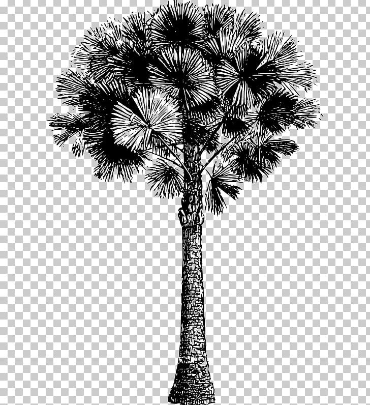 Asian Palmyra Palm Date Palm White Arecaceae Plant Stem PNG, Clipart, Arecaceae, Arecales, Asian Palmyra Palm, Black And White, Borassus Free PNG Download