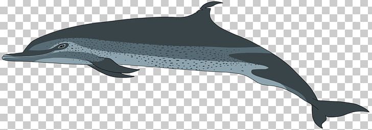 Common Bottlenose Dolphin Porpoise Rough-toothed Dolphin Tucuxi White-beaked Dolphin PNG, Clipart, Animal Figure, Animals, Bottlenose Dolphin, Cetacea, Mammal Free PNG Download