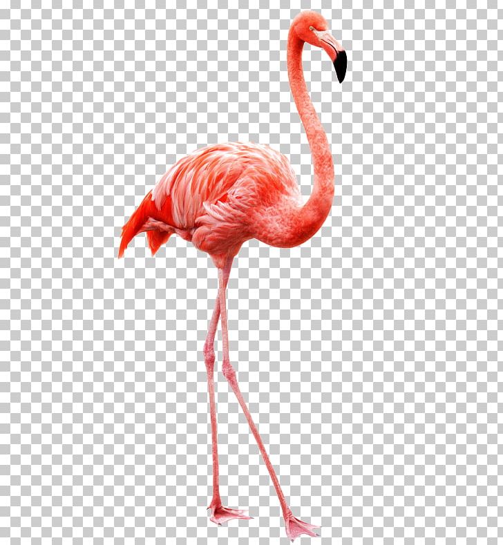 Flamingo Bird Stock Photography PNG, Clipart, Animals, Beak, Bird, Drawing, Flamingo Free PNG Download