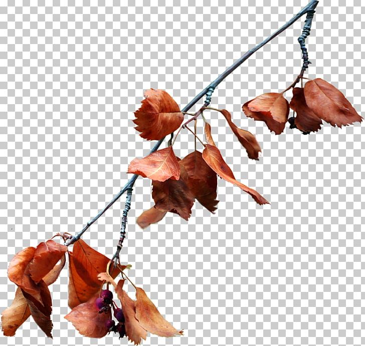Leaf Autumn PNG, Clipart, Adobe Illustrator, Autumn, Autumn Leaf Color, Autumn Leaves, Autumn Tree Free PNG Download