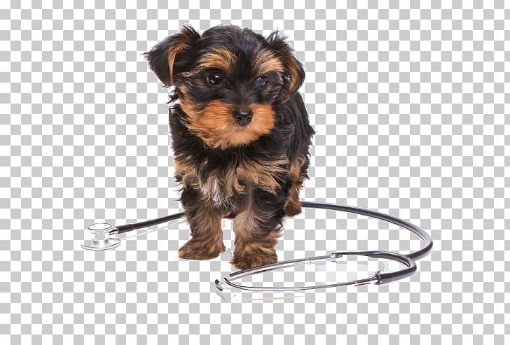 Yorkshire Terrier Morkie Australian Silky Terrier Puppy Cat PNG, Clipart, Animal, Animals, Arama, Australian Silky Terrier, Carnivoran Free PNG Download