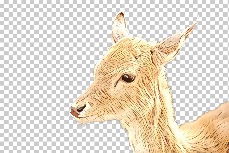 Snout Wildlife Fawn Ear Drawing PNG, Clipart, Drawing, Ear, Fawn, Snout, Wildlife Free PNG Download