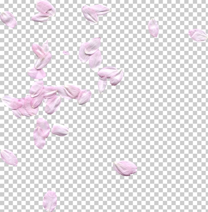 1.2.3 Dís Petal PNG, Clipart, 123, 1213, 1920, Biscuits, Cari Free PNG Download