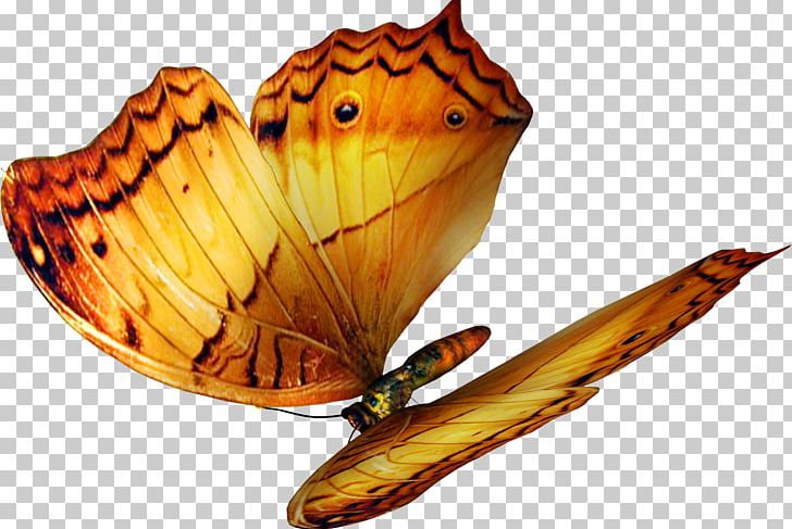 Celebrities Brush Footed Butterfly Others PNG, Clipart, Archive File, Arthropod, Brush Footed Butterfly, Butterfly, Celebrities Free PNG Download