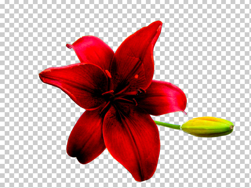Red Petal Flower Plant Lily PNG, Clipart, Amaryllis Belladonna, Flower, Herbaceous Plant, Hippeastrum, Lily Free PNG Download