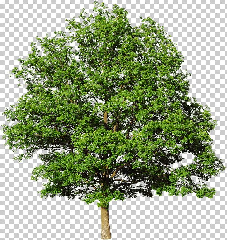 Bald Cypress Mediterranean Cypress Leyland Cypress Tree Evergreen PNG, Clipart, Bald Cypress, Branch, Cupressus, Cypress Tree, Deciduous Free PNG Download