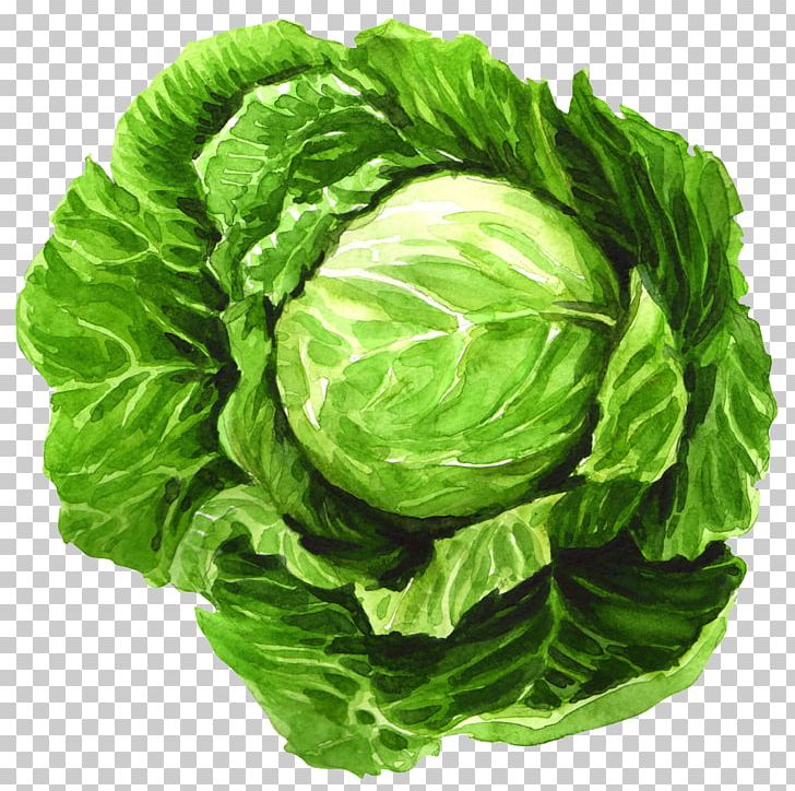 Cabbage Watercolor Painting Leaf Vegetable Illustration PNG, Clipart, Chinese Cabbage, Collard Greens, Drawing, Food, Hand Drawn Free PNG Download