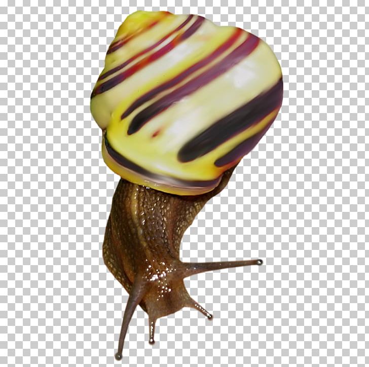 Snail Raster Graphics PNG, Clipart, Animals, Beetle, Computer Graphics, Drawing, Invertebrate Free PNG Download