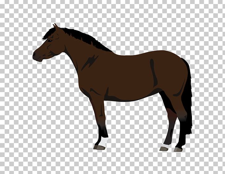 Stallion Mustang Trakehner Pony Rocky Mountain Horse PNG, Clipart, Animal Figure, Bridle, Colt, English Riding, Equestrian Free PNG Download