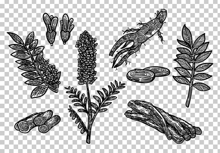 Drawing Liquorice Botanical Illustration PNG, Clipart, Black And White, Botanical Illustration, Botany, Computer Icons, Drawing Free PNG Download
