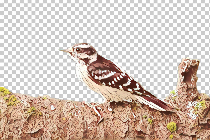 Bird Beak Perching Bird Lark PNG, Clipart, Beak, Bird, Lark, Perching Bird Free PNG Download