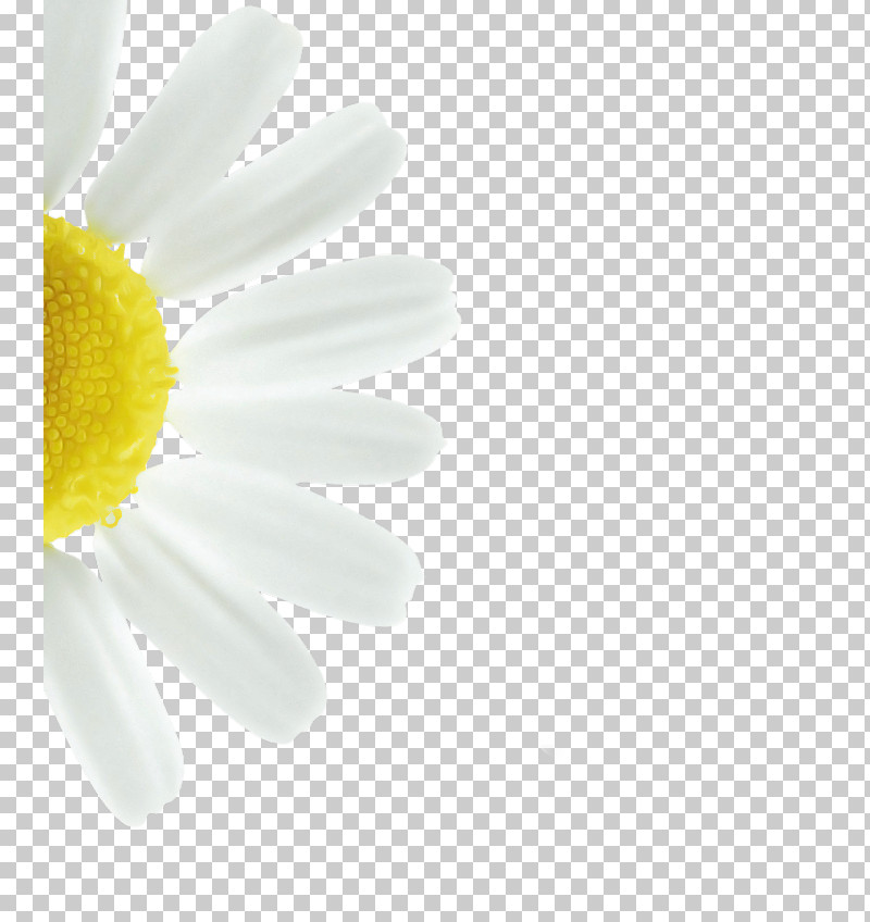 Daisy PNG, Clipart, Camomile, Chamaemelum Nobile, Chamomile, Cut Flowers, Daisy Free PNG Download