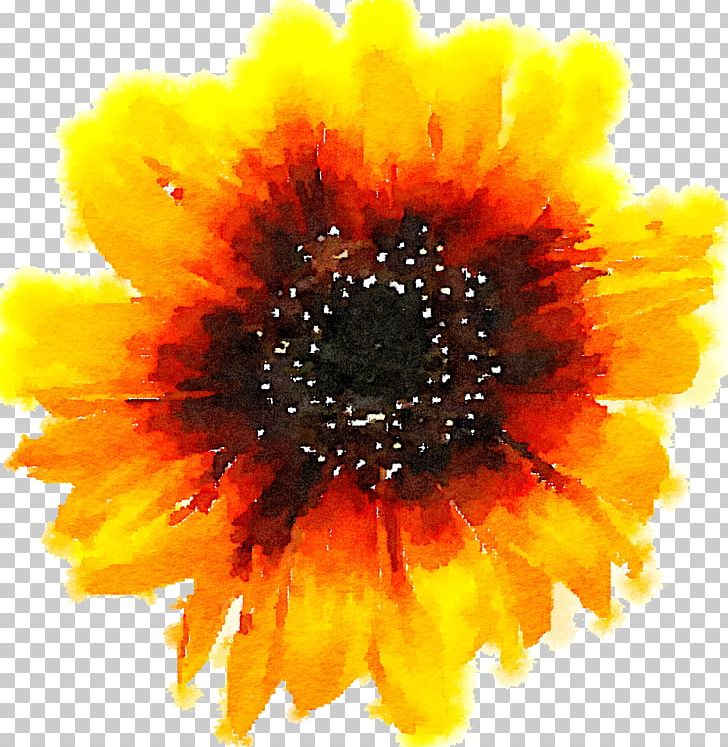 Common Sunflower Yellow PNG, Clipart, Daisy Family, Encapsulated Postscript, Flower, Flowers, Orange Free PNG Download