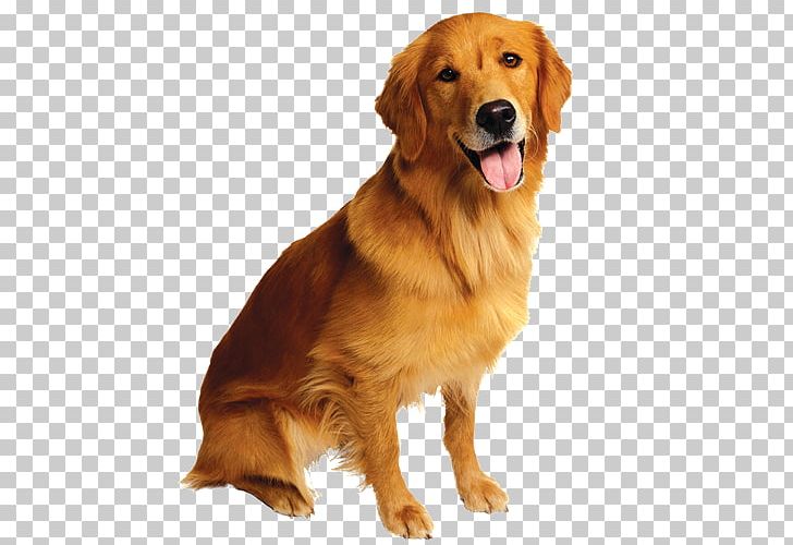 Golden Retriever Pet Backup Camera Cat PNG, Clipart,  Free PNG Download