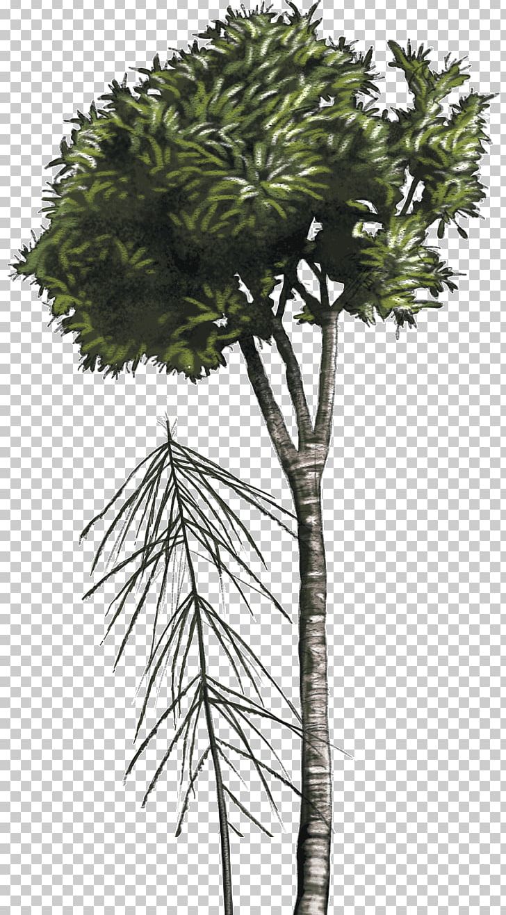 Asian Palmyra Palm Lancewood Tree New Zealand Shrub PNG, Clipart, Arecaceae, Arecales, Asian Palmyra Palm, Borassus Flabellifer, Branch Free PNG Download