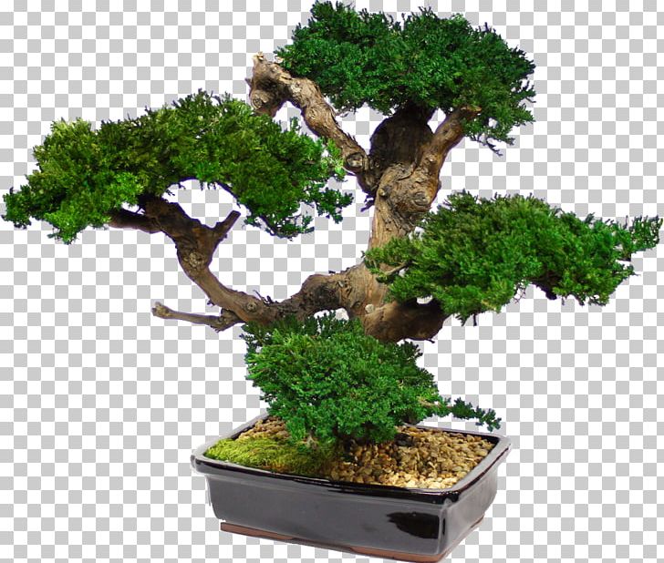 Bonsai Tree Japanese Maple Garden Interior Design Services PNG, Clipart, Artificial Christmas Tree, Artificial Flower, Bonsai, Bonsai Tree, Decorative Arts Free PNG Download