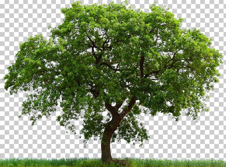 Bowthorpe Oak English Oak White Oak Alnus Glutinosa Tree PNG, Clipart, Alder, Alnus Glutinosa, Angel Oak, Bowthorpe Oak, Branch Free PNG Download