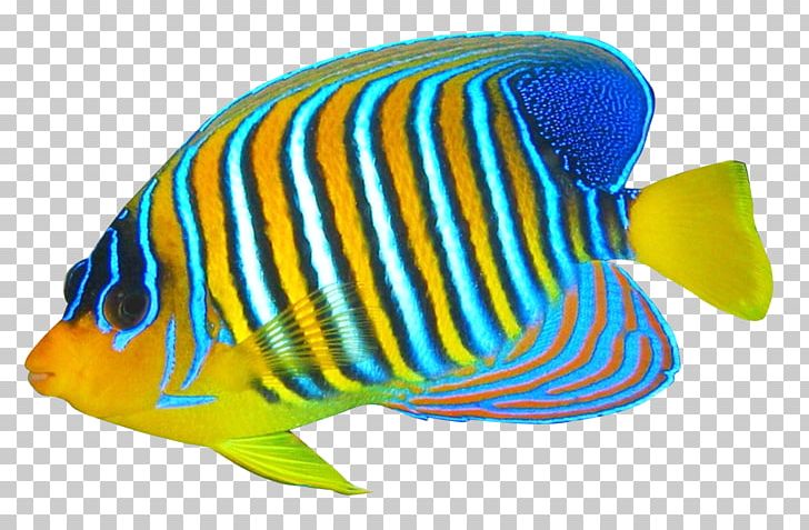 Emperor Angelfish PNG, Clipart, Angelfish, Animal, Animal Figure, Animals, Coral Reef Fish Free PNG Download