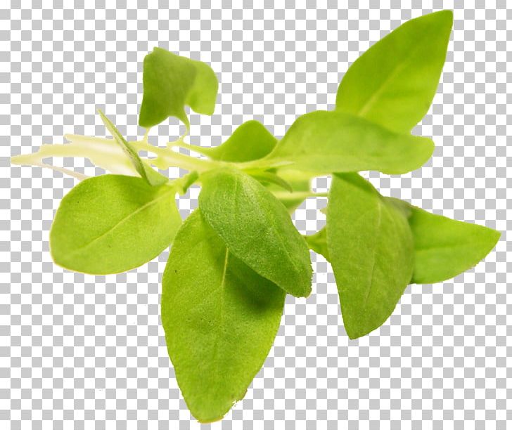 Herb Basil Leaf Vegetable Microgreen PNG, Clipart, Basil, Blue Moon Acres, Edible Flower, Food, Garden Cress Free PNG Download