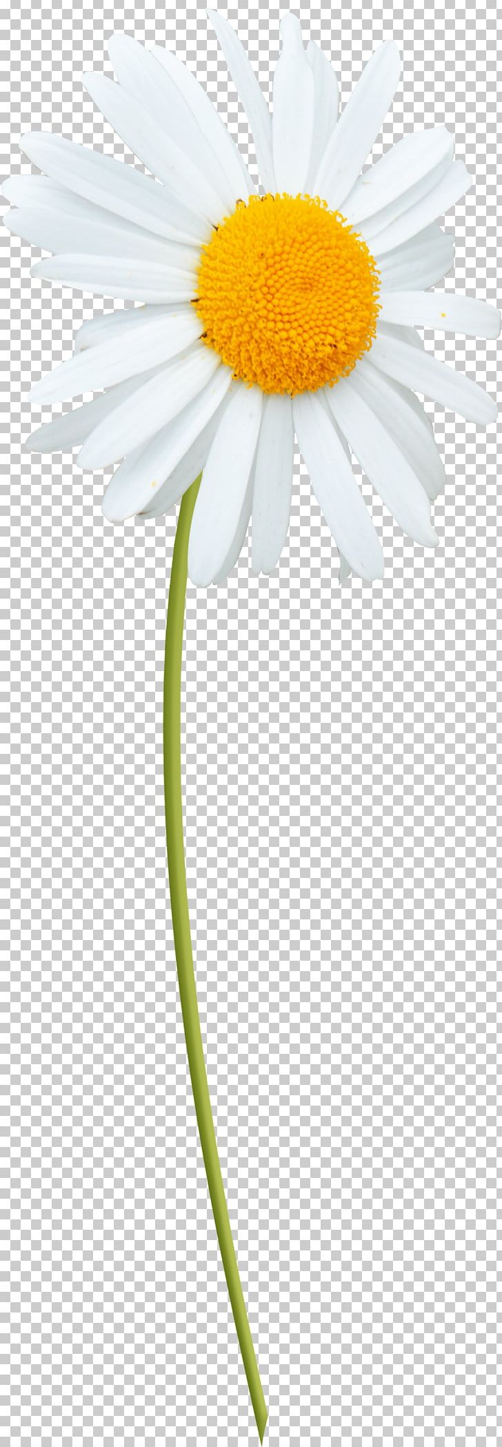 Oxeye Daisy Marguerite Daisy Roman Chamomile Transvaal Daisy Daisy Family PNG, Clipart, Chamaemelum Nobile, Daisy, Daisy Daisy, Daisy Family, Flower Free PNG Download