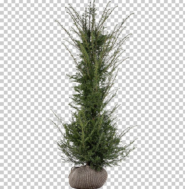 Spruce English Yew Fir Pine Larch PNG, Clipart, Christmas, Christmas Decoration, Christmas Tree, Conifer, Cypress Family Free PNG Download