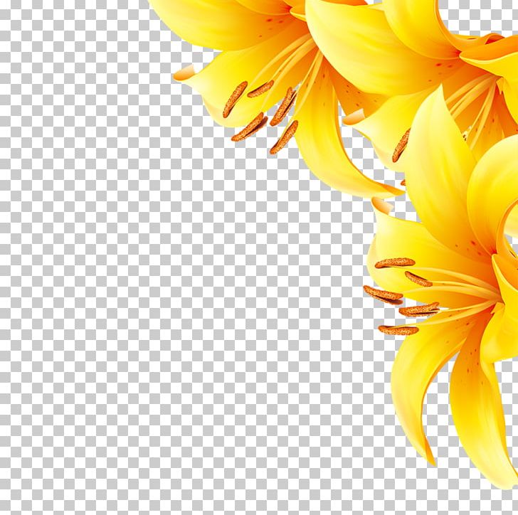 Common Sunflower Yellow PNG, Clipart, Computer Wallpaper, Cut Flowers, Daisy Family, Download, Euclidean Vector Free PNG Download