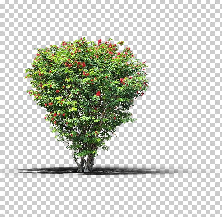 Fruit Tree Plant PNG, Clipart, Architectural Rendering, Bonsai, Branch, Computer Icons, Desktop Wallpaper Free PNG Download