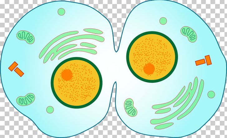 Mitosis Cytokinesis Cell Division Prophase PNG, Clipart, Anaphase, Area, Cell, Cell Cycle, Cell Division Free PNG Download