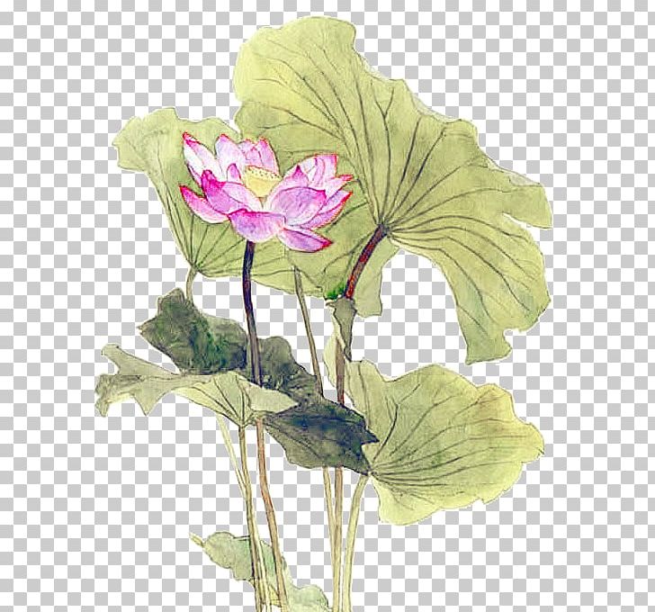 Nelumbo Nucifera Leaf Lotus Effect PNG, Clipart, Annual Plant, Chinese, Chinese New Year, Chinese Style, Designer Free PNG Download