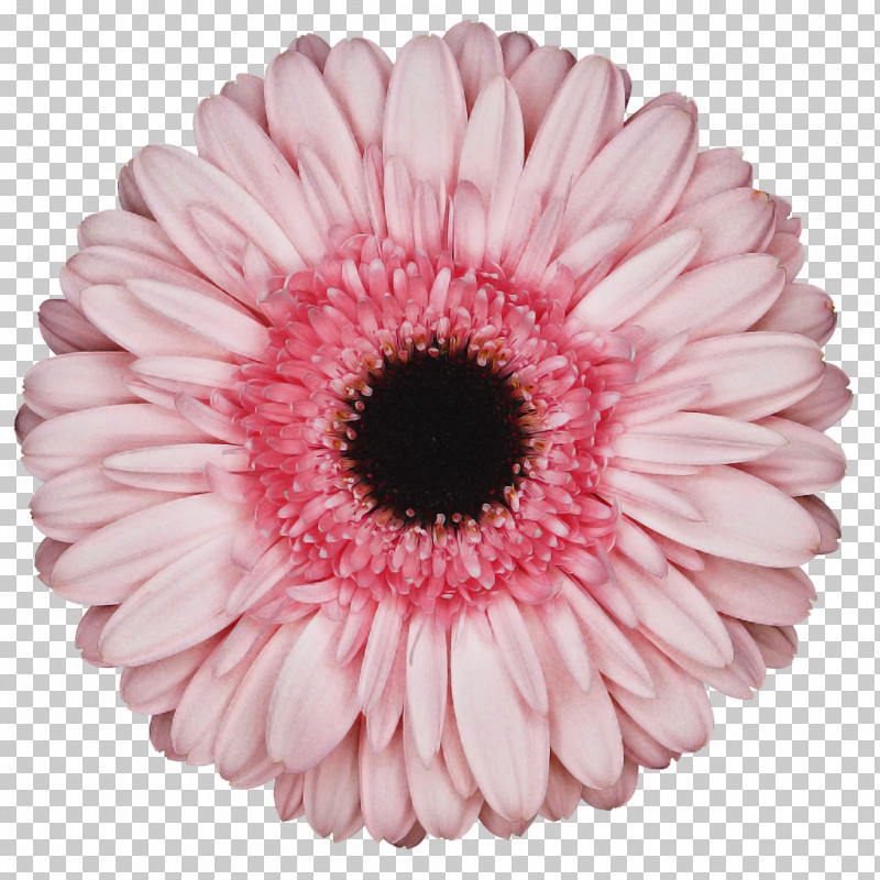 Flower Bouquet PNG, Clipart, Color, Cut Flowers, Floristry, Flower, Flower Bouquet Free PNG Download