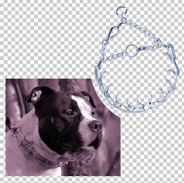 Boston Terrier American Pit Bull Terrier American Staffordshire Terrier Leash PNG, Clipart, American Pit Bull Terrier, American Staffordshire Terrier, Boston Terrier, Carnivoran, Chain Free PNG Download