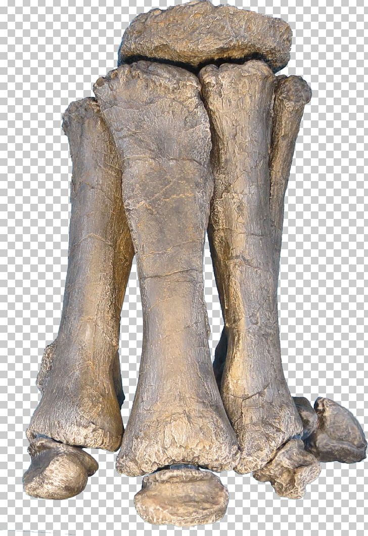 Brachiosaurus Apatosaurus Foot Sauropoda Dinosaur PNG, Clipart, Apatosaurus, Artifact, Bone, Brachiosaurus, Classical Sculpture Free PNG Download