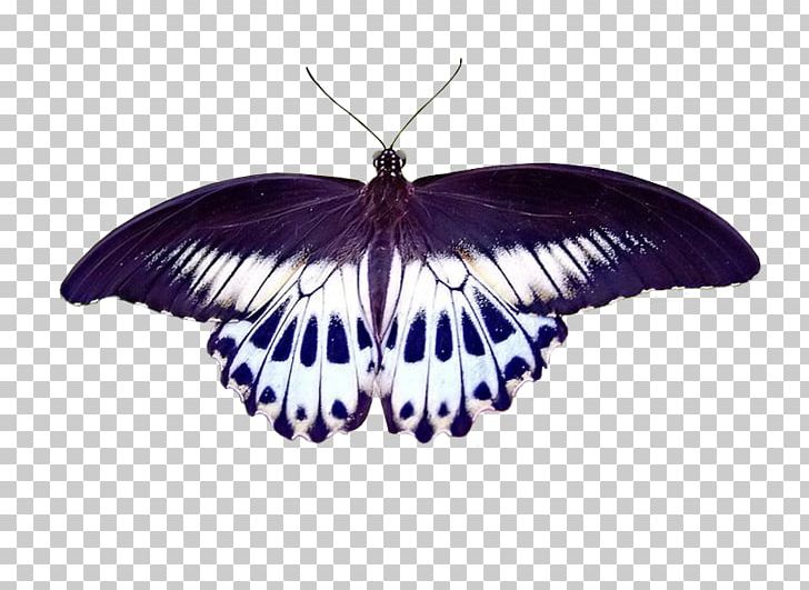 Brush-footed Butterflies Butterfly Papilio Polymnestor Butterflies And Moths PNG, Clipart, Arthropod, Brush Footed Butterfly, Butterflies And Moths, Butterfly, Insect Free PNG Download