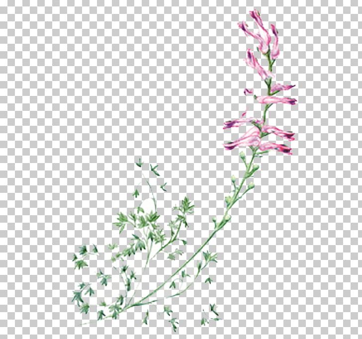 Lily Of The Valley Flower Purple Violet PNG, Clipart, Branch, Color, Convallaria, Encapsulated Postscript, Euclidean Vector Free PNG Download