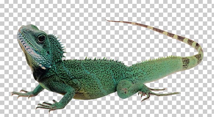 Lizard Reptile Komodo Dragon Green Iguana PNG, Clipart, Agama, Agamidae, Animals, Chameleon, Common Iguanas Free PNG Download