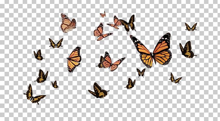 Monarch Butterfly Insect Brush-footed Butterflies PNG, Clipart, Arthropod, Brush Footed Butterfly, Butterflies And Moths, Butterfly, Editing Free PNG Download