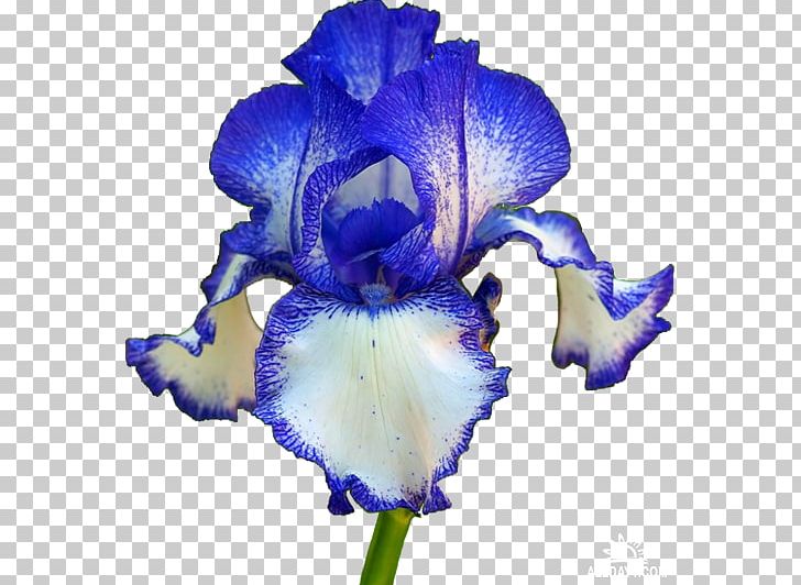 Orris Root Iris Cut Flowers Flowering Plant PNG, Clipart, Blue, Blue Iris, Color, Cut Flowers, Flowe Free PNG Download