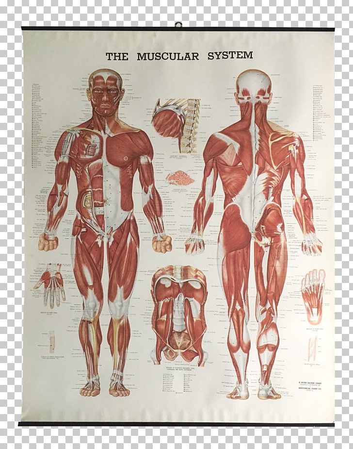 The Muscular System Anatomical Chart Muscle Anatomy Human Body PNG, Clipart, Abdomen, Anatomy, Back, Cardiac Muscle, Chart Free PNG Download