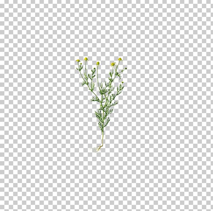 Chamomile: Industrial Profiles German Chamomile Medicinal Plants Pattern PNG, Clipart, Aromaticity, Chamomile, Chrysanthemum, Chrysanthemum Chrysanthemum, Chrysanthemum Flowers Free PNG Download