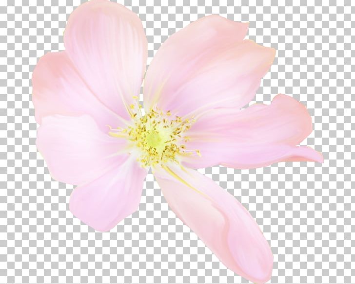 Cherry Blossom Rose Family Petal Pink M PNG, Clipart, Blossom, Cherry, Cherry Blossom, Closeup, Flower Free PNG Download