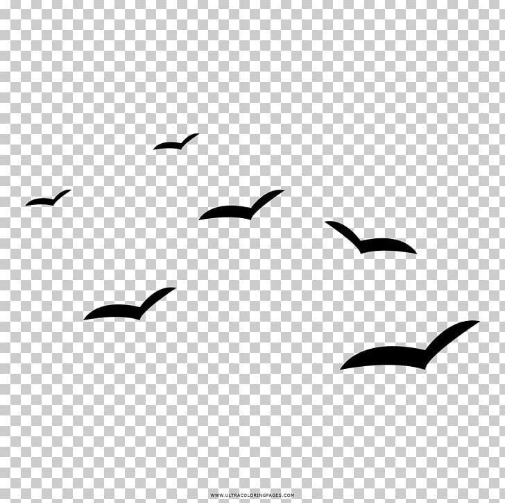 Gulls Drawing Coloring Book Black And White Painting PNG, Clipart, Angle, Area, Art, Ausmalbild, Beak Free PNG Download