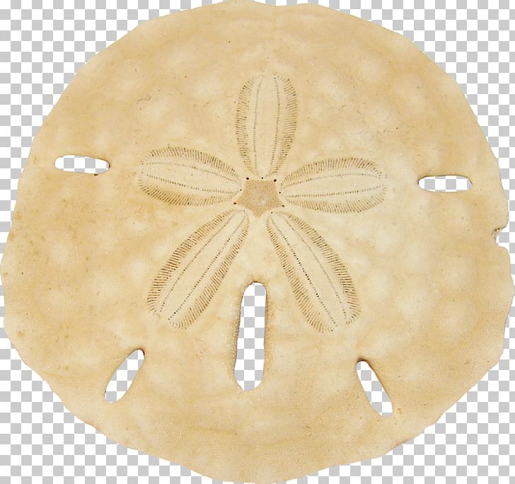 Keyhole Sand Dollar PNG, Clipart, Beach, Beige, Clip Art, Computer Icons, Echinoderm Free PNG Download