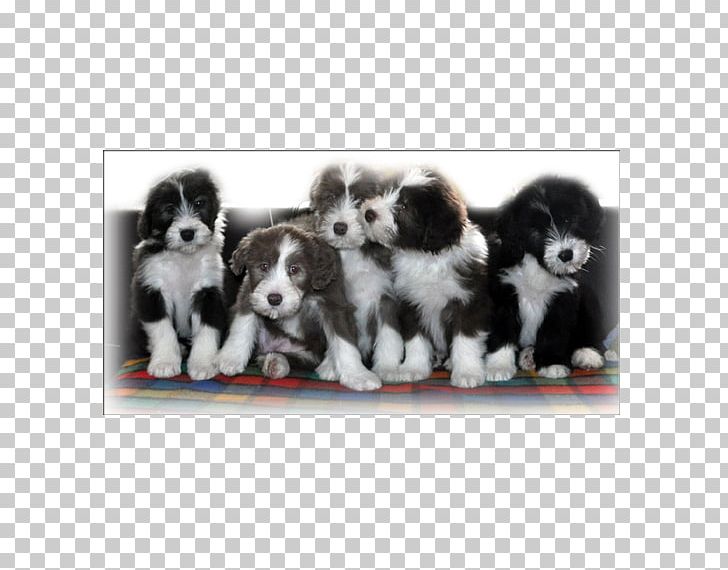 Dog Breed Border Collie Puppy Rough Collie Sporting Group PNG, Clipart, Animals, Border Collie, Breed, Carnivoran, Companion Dog Free PNG Download