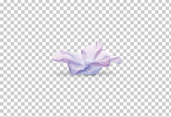 Lilac Petal Violet Daum Amaryllis PNG, Clipart, Amaryllis, Daum, Flower, Lilac, Nature Free PNG Download