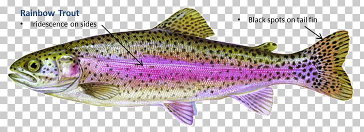 Rainbow Trout Fish Salmon Brown Trout PNG, Clipart, Animals, Bass, Bony Fish, Brook Trout, Brown Trout Free PNG Download