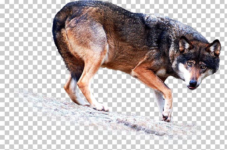 Coyote Dog Breed Snout PNG, Clipart, Animal, Animals, Carnivoran, Coyote, Dog Free PNG Download